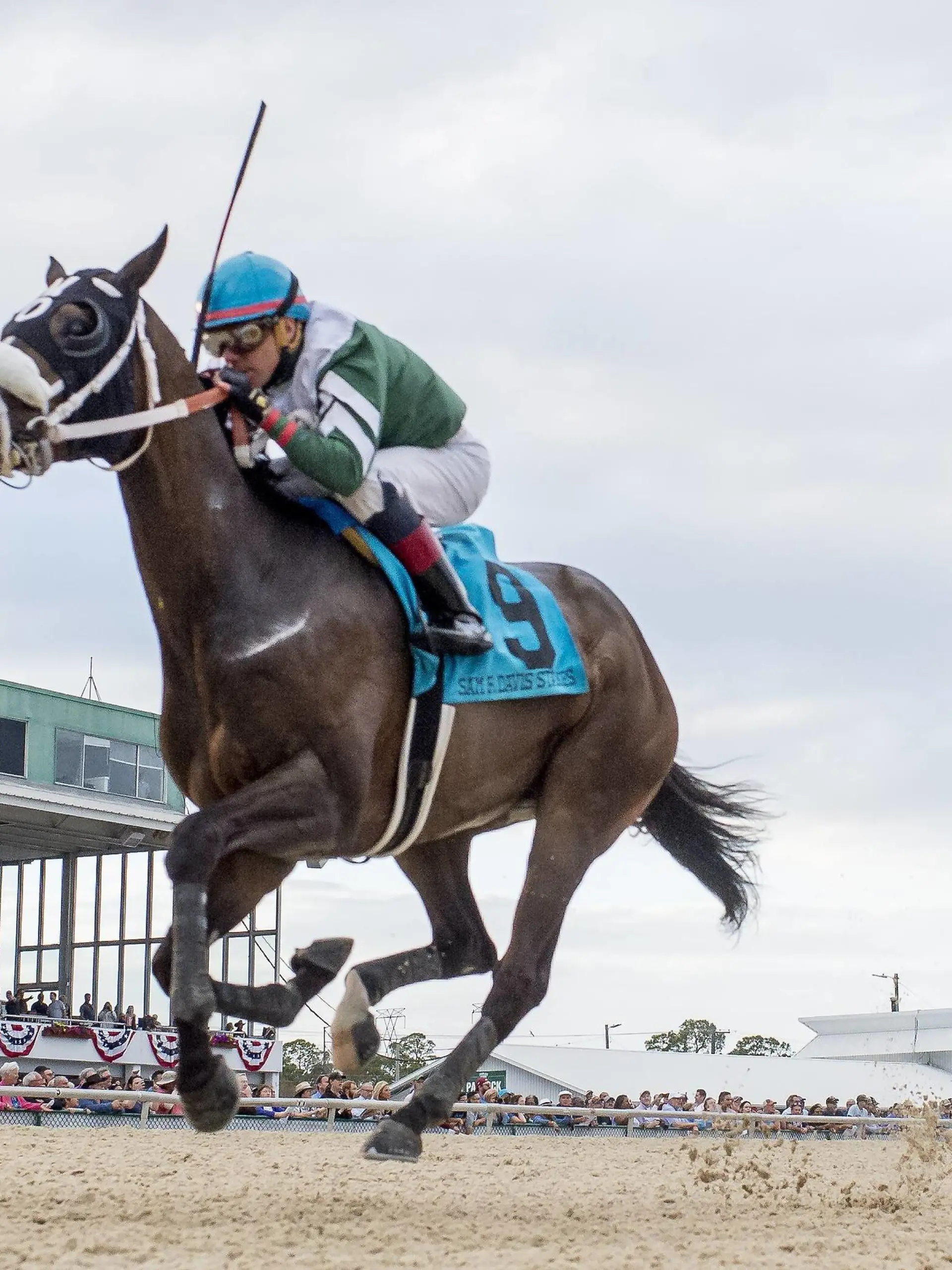 February 9, 2019 - Tampa, Florida, U.S. - February 9, 2019: Well Defined 9, ridden by Pablo Morales, wins the Sam F. Davis Stakes on Tampa Bay Derby Preview Day at Tampa Bay Downs in Tampa, Florida. /Eclipse Sportswire/CSM Horse Racing 2019: TAMPA DERBY PREVIEW DAY FEB 09  - ZUMAcs17 20190209_zaf_cs17_008 Copyright: xScottxSeriox