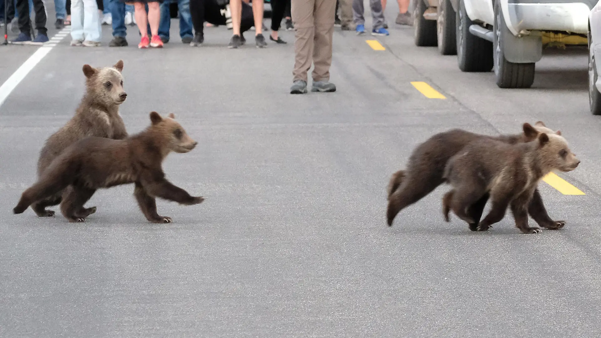 Grizzly 399 makes an appearance in Grand Teton National Park with all 4 of her cubs
Pictured: GV,General View,Grizzly 399
Ref: SPL5173189 200620 NON-EXCLUSIVE
Picture by: ENT / SplashNews.com
Splash News and Pictures
USA: +1 310-525-5808
London: +44 (0)20 8126 1009
Berlin: +49 175 3764 166
photodesk@splashnews.com
World Rights, No France Rights, No Italy Rights, No Japan Rights