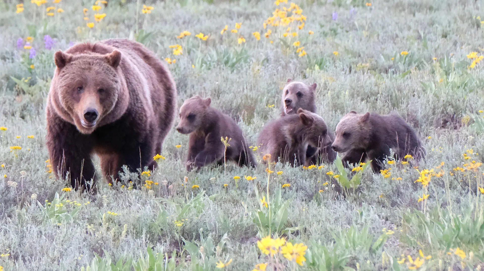 Grizzly 399 makes an appearance in Grand Teton National Park with all 4 of her cubs
Pictured: GV,General View,Grizzly 399
Ref: SPL5173189 200620 NON-EXCLUSIVE
Picture by: ENT / SplashNews.com
Splash News and Pictures
USA: +1 310-525-5808
London: +44 (0)20 8126 1009
Berlin: +49 175 3764 166
photodesk@splashnews.com
World Rights, No France Rights, No Italy Rights, No Japan Rights