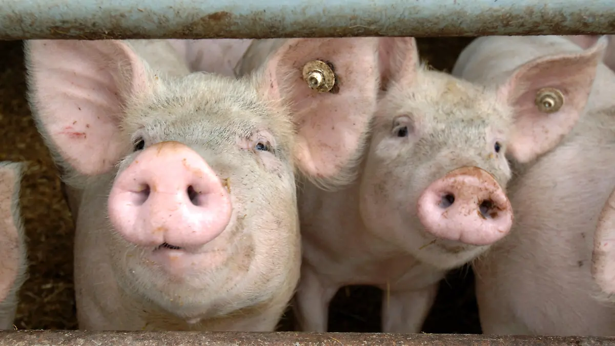 ARCHIV - Säue schauen durch die Absperrung eines Stalles auf einem Bauernhof in Walkendorf /Kreis Güstrow (Archivfoto vom 29.07.2005). Nach dem Auftreten der Schweinepest auf sechs Höfen im Münsterland drei Wochen haben rund 150 Betriebe allein im Kreis Soest unter dem Ferkeltransport-Verbot zu leiden. Die Bauern hoffen darauf, dass das landesweite Transport-Verbot für Zuchtsäue und Ferkel gelockert wird. Foto: Bernd Wüstneck dpa/lnw (zu lnw7170 vom 19.04.2006) +++(c) dpa - Bildfunk+++