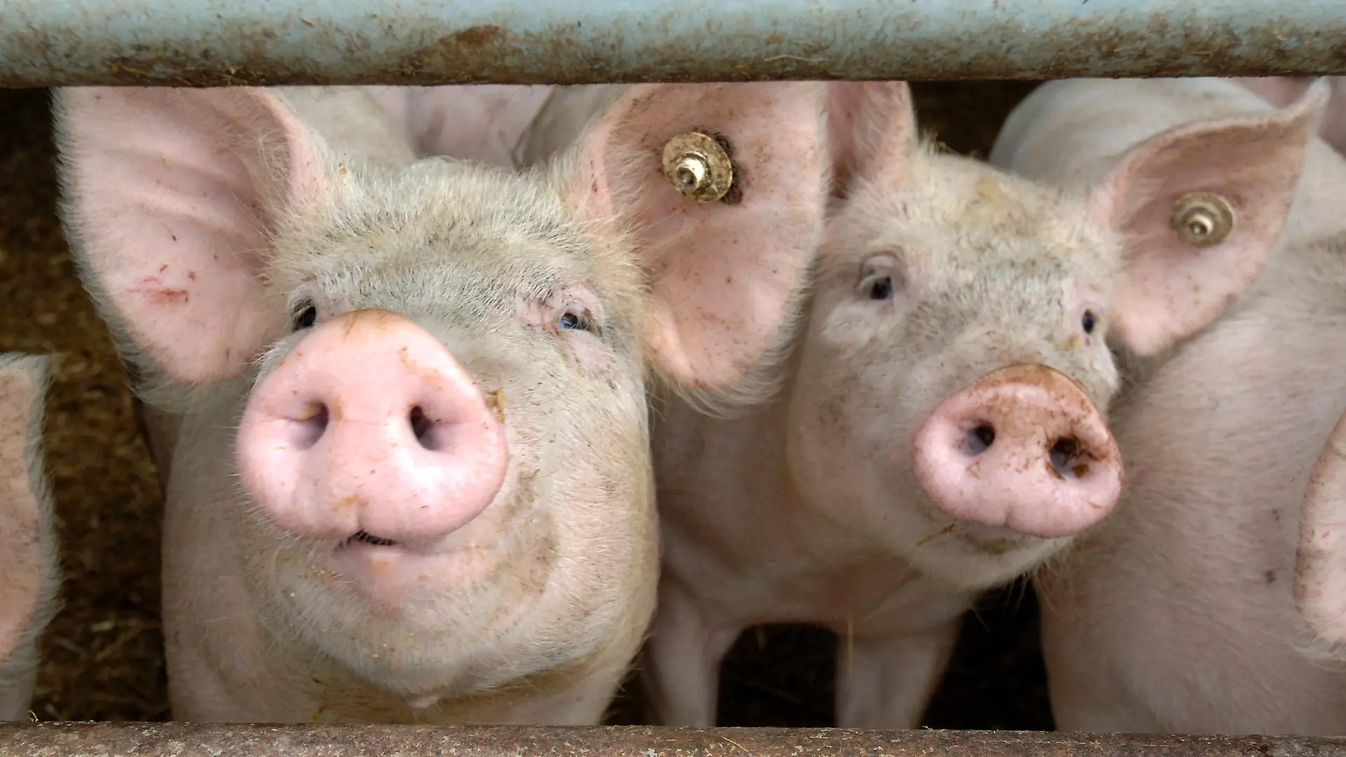 ARCHIV - Säue schauen durch die Absperrung eines Stalles auf einem Bauernhof in Walkendorf /Kreis Güstrow (Archivfoto vom 29.07.2005). Nach dem Auftreten der Schweinepest auf sechs Höfen im Münsterland drei Wochen haben rund 150 Betriebe allein im Kreis Soest unter dem Ferkeltransport-Verbot zu leiden. Die Bauern hoffen darauf, dass das landesweite Transport-Verbot für Zuchtsäue und Ferkel gelockert wird. Foto: Bernd Wüstneck dpa/lnw (zu lnw7170 vom 19.04.2006) +++(c) dpa - Bildfunk+++