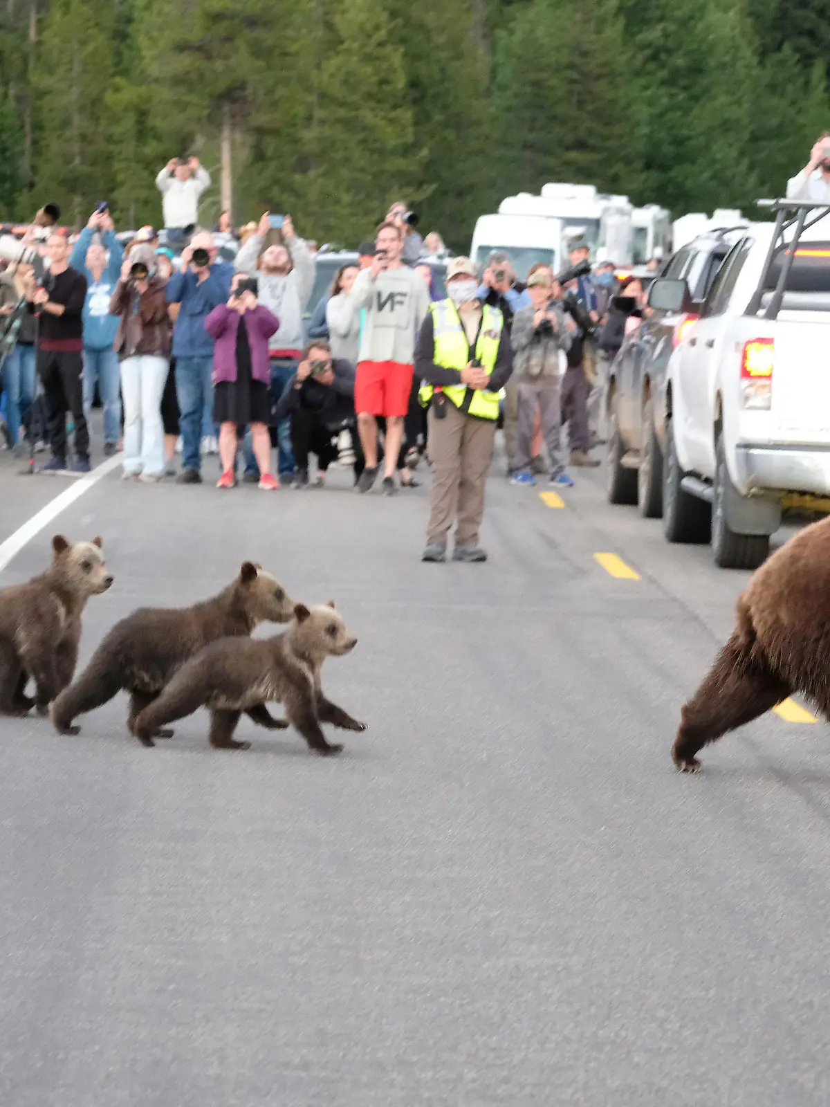 Grizzly 399 makes an appearance in Grand Teton National Park with all 4 of her cubs

Pictured: GV,General View,Grizzly 399
Ref: SPL5173189 200620 NON-EXCLUSIVE
Picture by: ENT / SplashNews.com

Splash News and Pictures
USA: +1 310-525-5808
London: +44 (0)20 8126 1009
Berlin: +49 175 3764 166
photodesk@splashnews.com

World Rights, No France Rights, No Italy Rights, No Japan Rights
