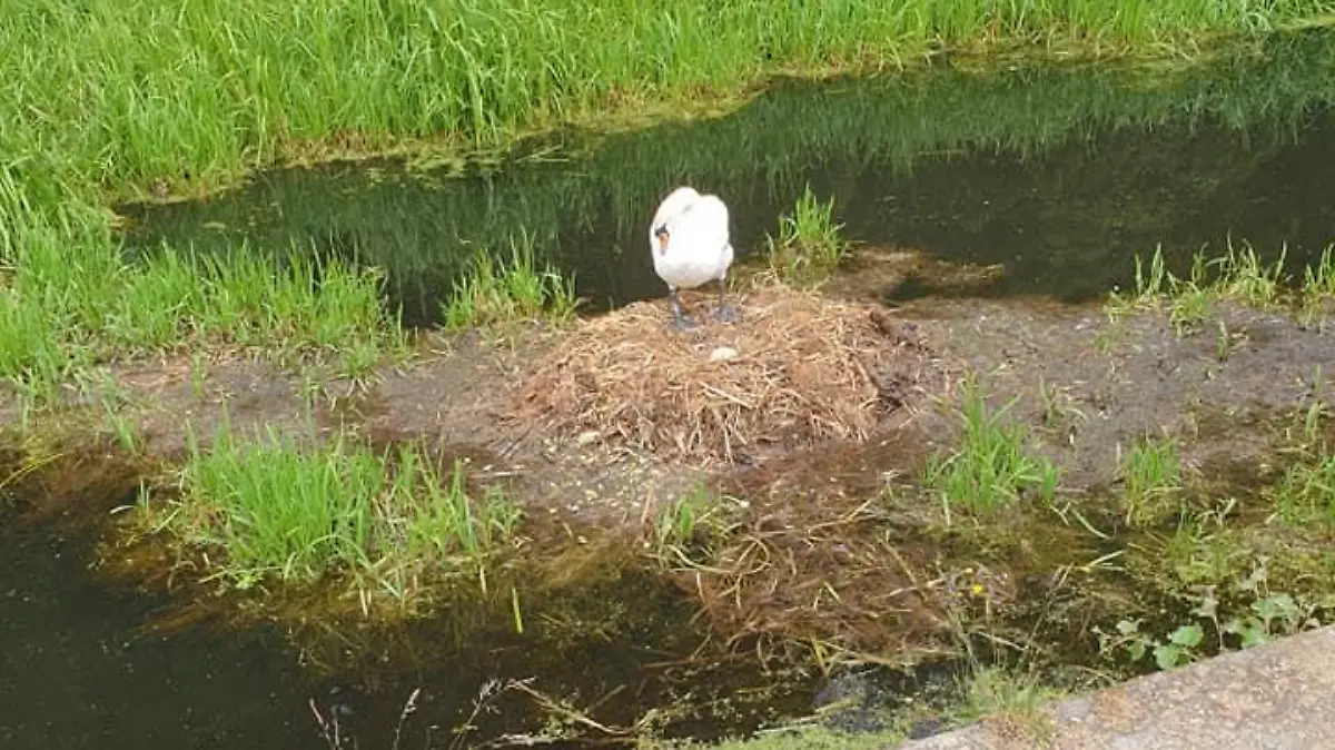 Jugendliche haben Backsteine auf das Nest dieses Schwanenpärchens geworfen und es zerstört.