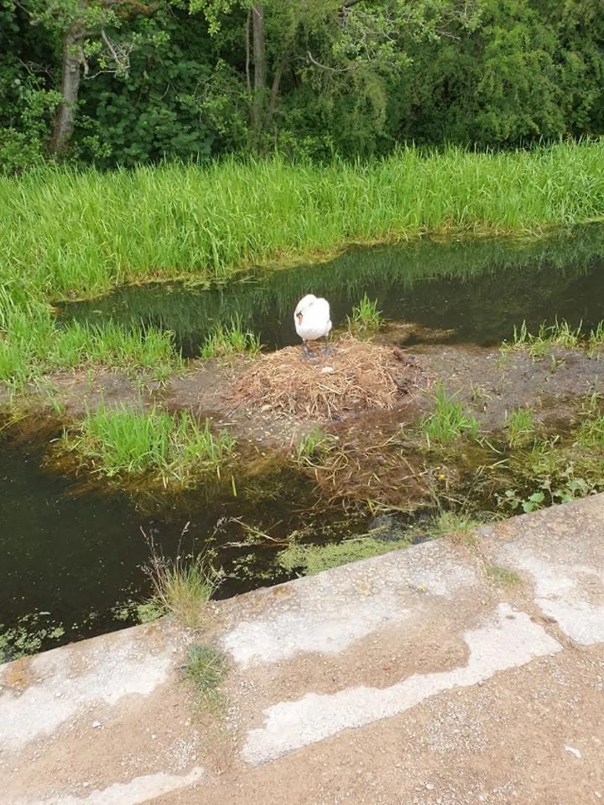 Jugendliche haben Backsteine auf das Nest dieses Schwanenpärchens geworfen und es zerstört.