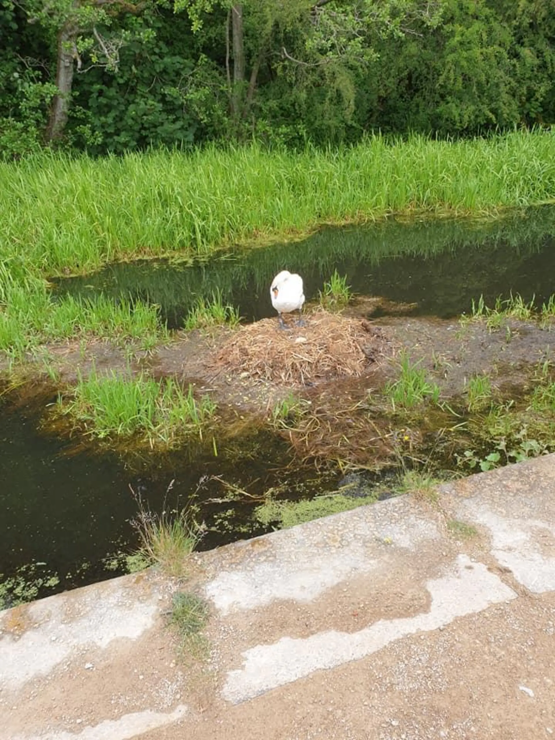 Jugendliche haben Backsteine auf das Nest dieses Schwanenpärchens geworfen und es zerstört.