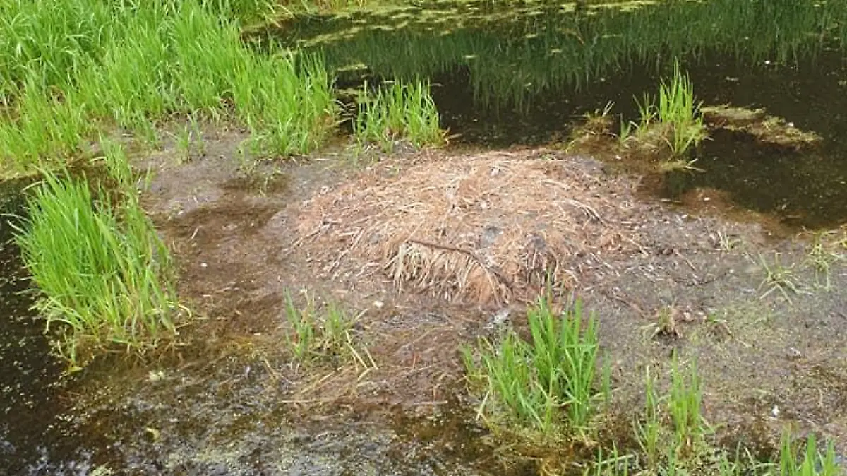 Schwanen-Familie nach Tierquäler-Attacke zerstört.