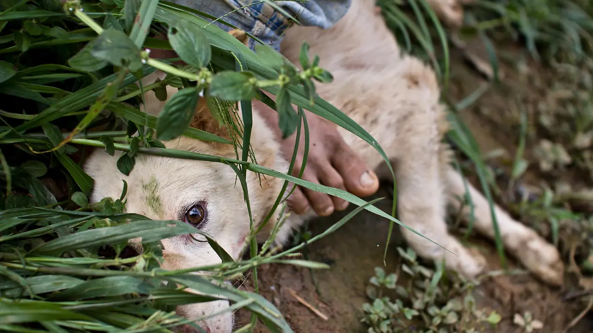 Series "Heart of Stone" captures the Vietnamese community in Malaysia that hunts and eats homeless dogs. The consumption of dog meat is common in Vietnam, but it is strictly illegal in Malaysia. Hunted dog is seen in Malacca City, Malaysia, December 2, 2012. (CTK Photo/David Tesinsky)
