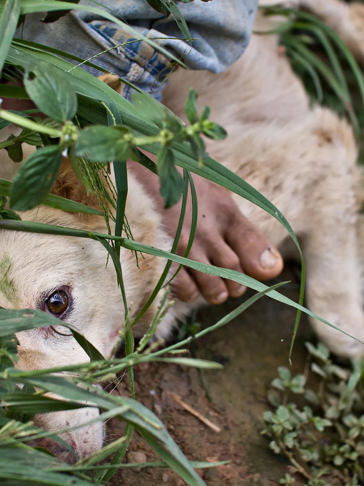 Series "Heart of Stone" captures the Vietnamese community in Malaysia that hunts and eats homeless dogs. The consumption of dog meat is common in Vietnam, but it is strictly illegal in Malaysia. Hunted dog is seen in Malacca City, Malaysia, December 2, 2012. (CTK Photo/David Tesinsky)