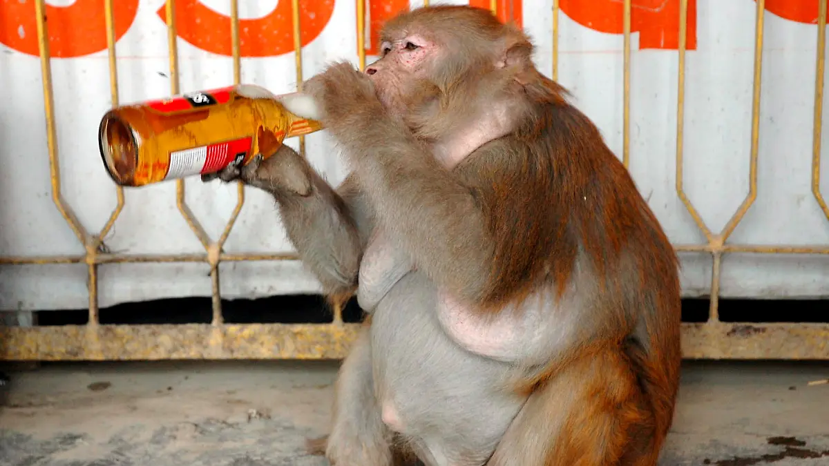 Das Bild zeigt ein Weibchen namens Banno mit einem Bier in den Händen, aufgenommen bei einer Raststätte in Uttar Pradesh, 2006.