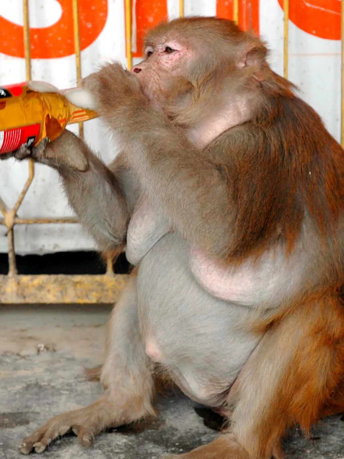 Das Bild zeigt ein Weibchen namens Banno mit einem Bier in den Händen, aufgenommen bei einer Raststätte in Uttar Pradesh, 2006.