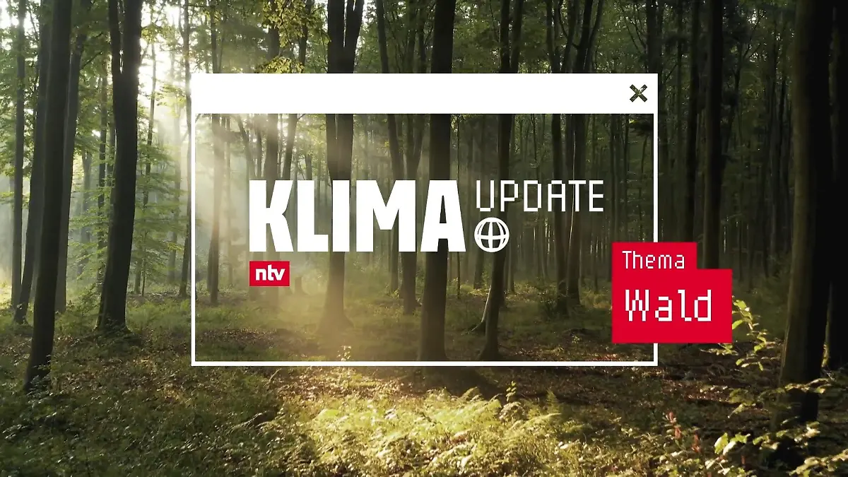 Wald: Was bringen Aufforstungsprojekte wirklich? Das aktuelle ntv Klima Update