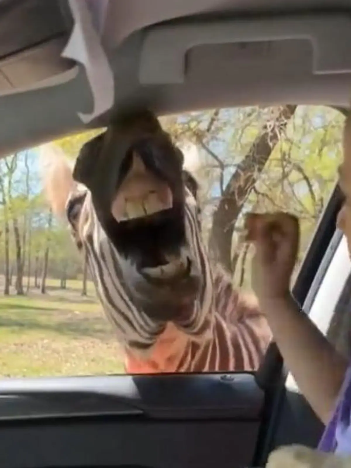 Bild zu: "Gib mir was zu beißen! Mädchen zittert vor Zebra-Zähnen"