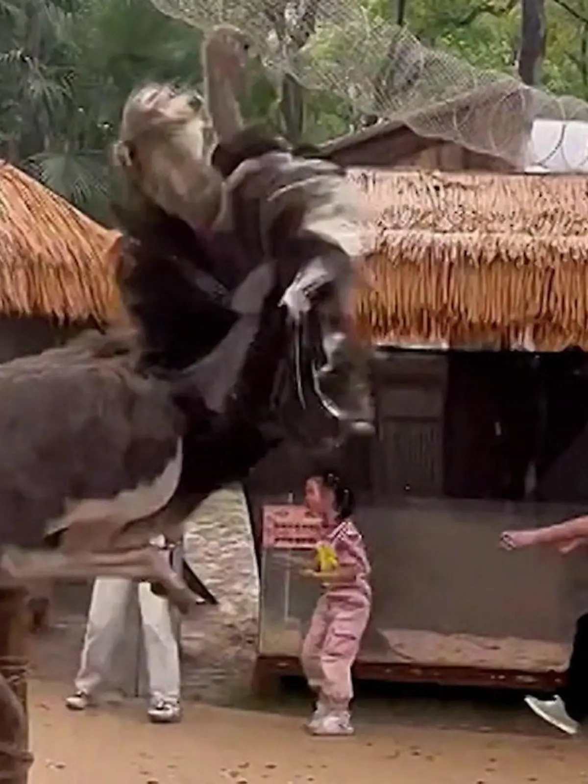 Bild zu: "Panik im Zoo! Strauß bricht aus Gehege aus"