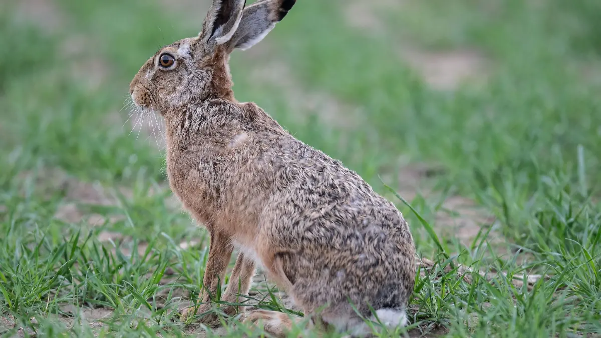 Für Hasen endet die Hasenpest in der Regel tödlich, aber auch Menschen können sich damit infizieren - Vorsicht beim Umgang mit Wildtieren ist geboten. (Archivfoto)