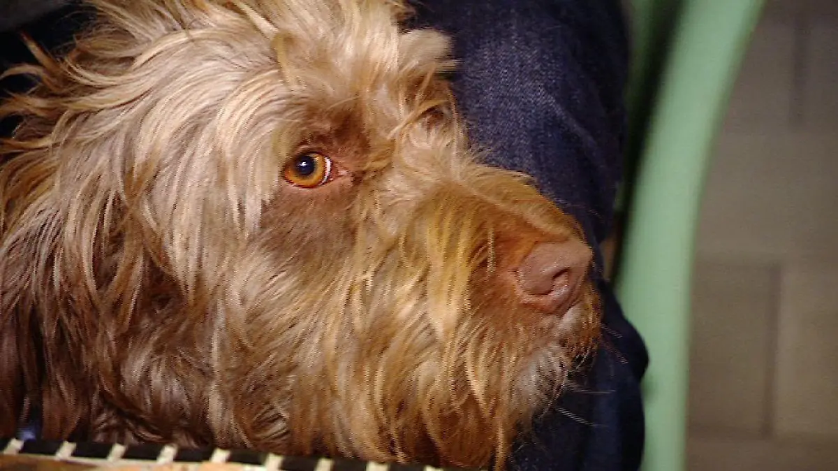 Tierklinik Frankfurt Hund