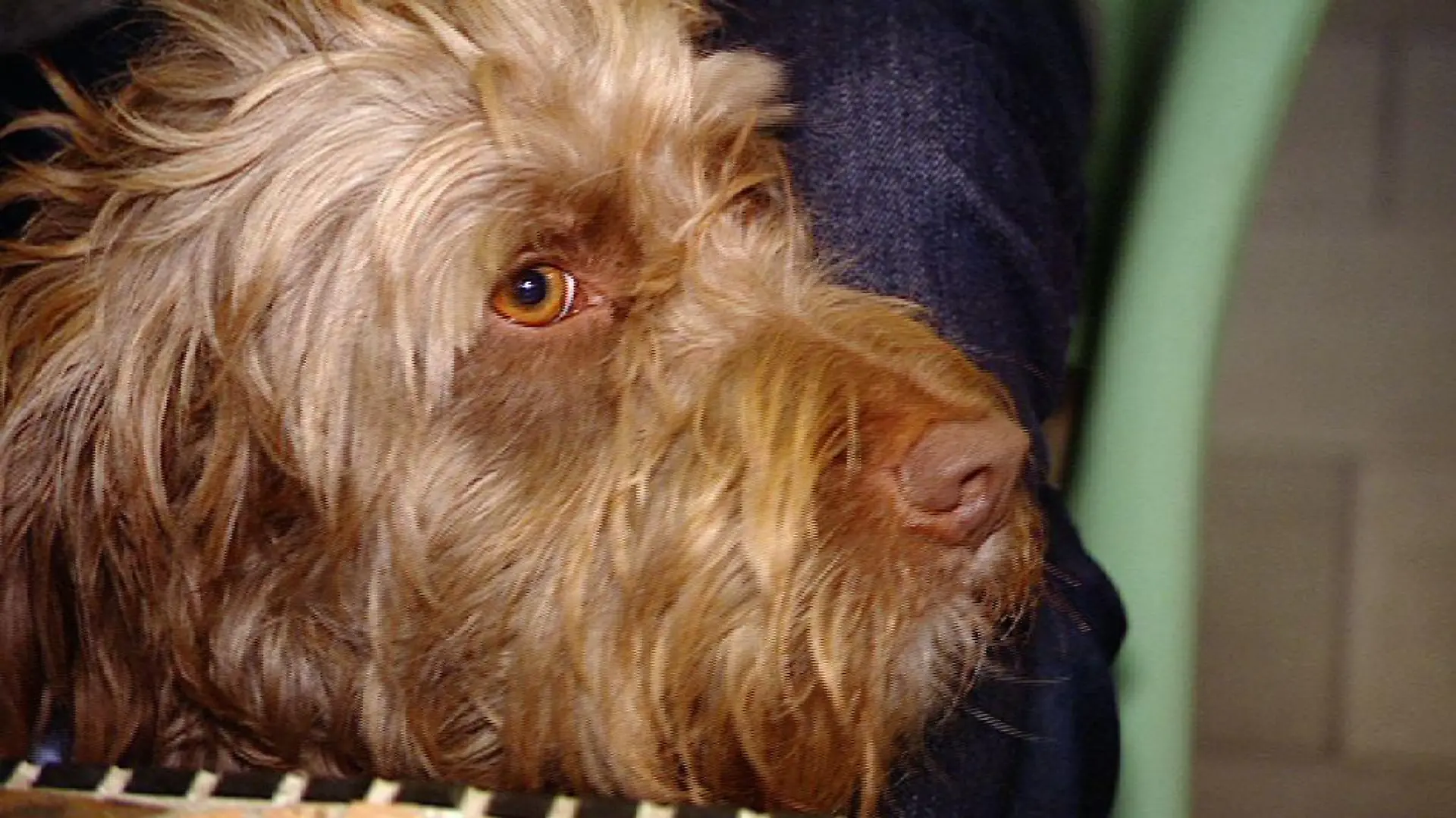Tierklinik Frankfurt Hund