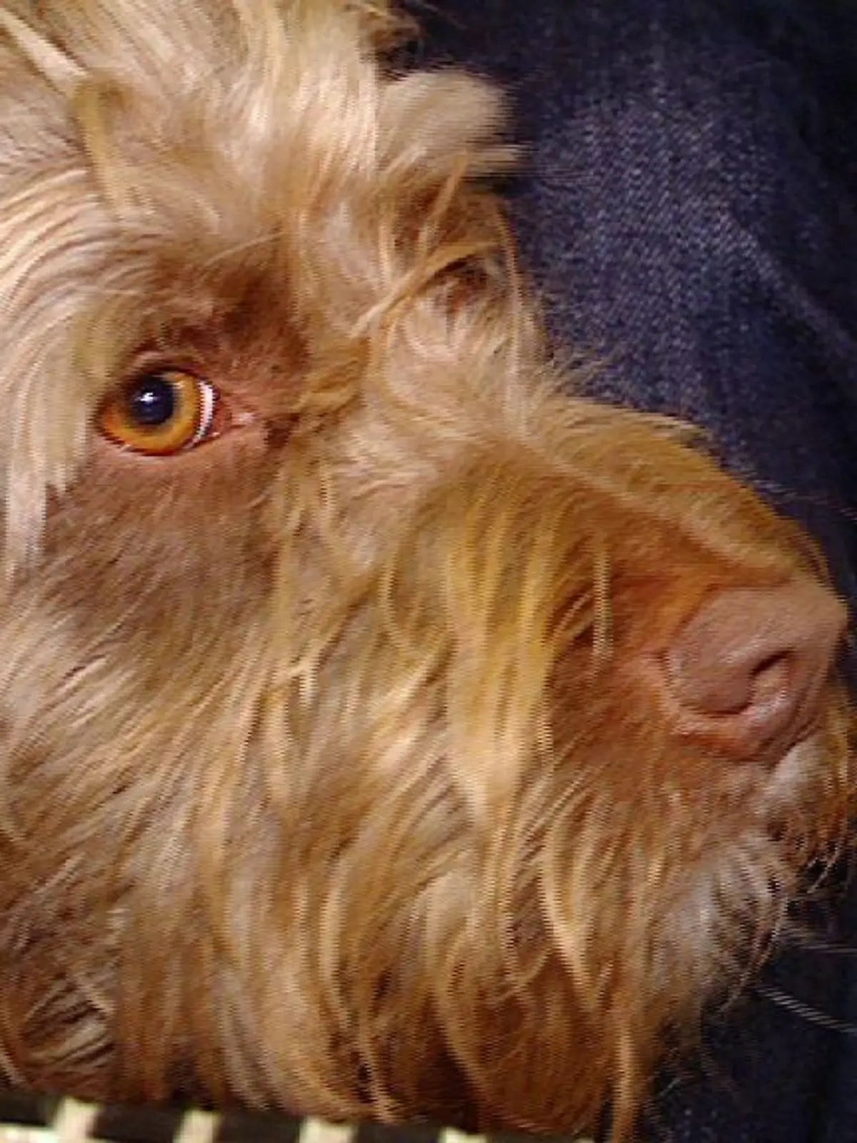 Tierklinik Frankfurt Hund