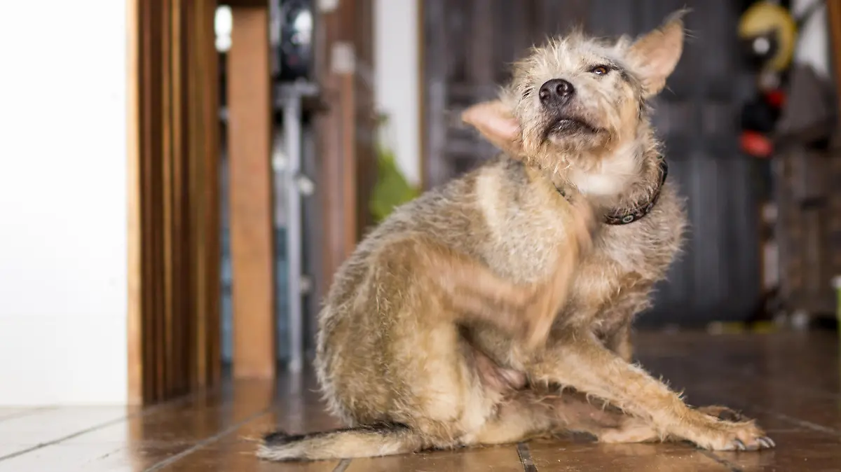 Hund kratzt sich