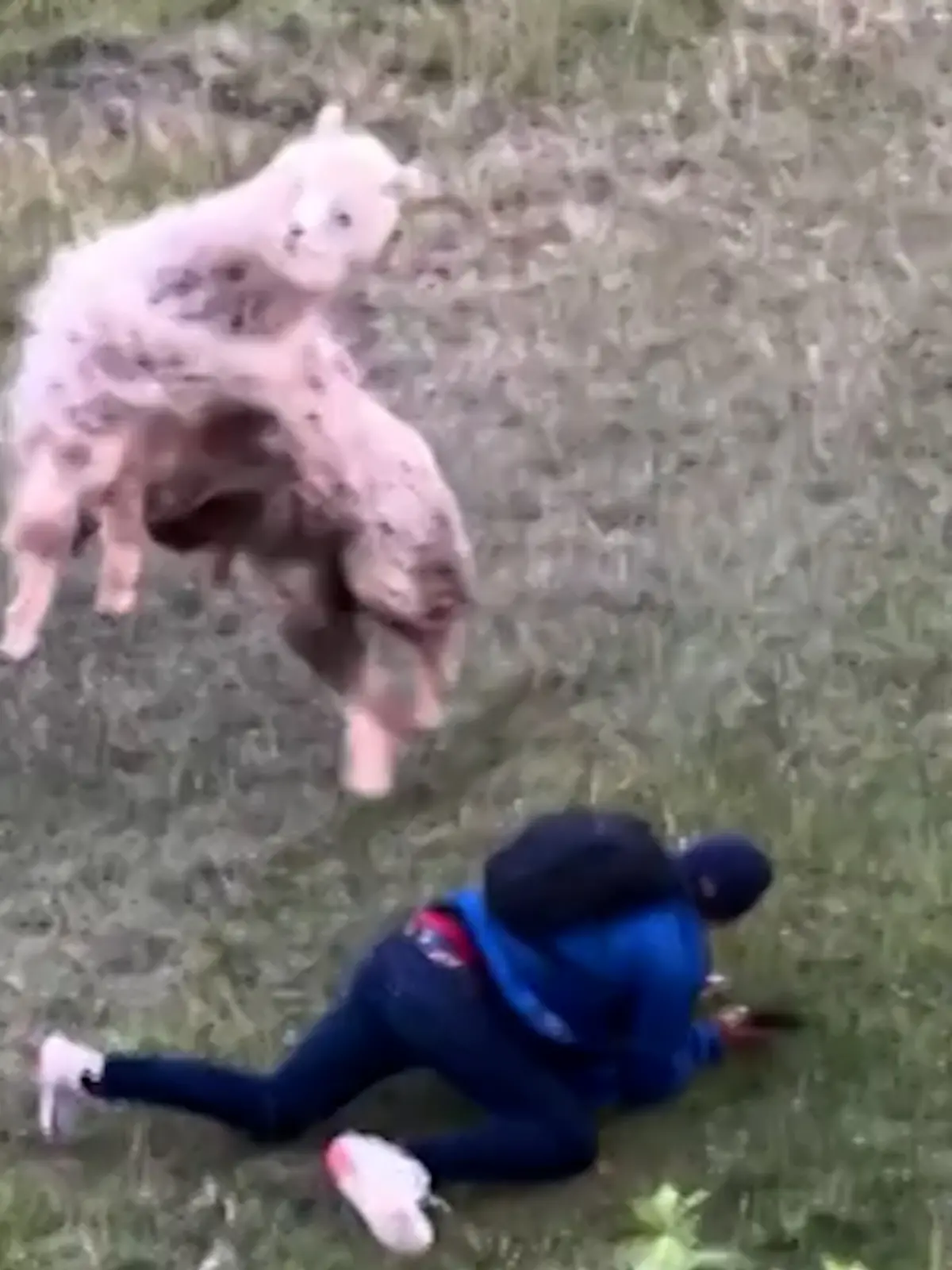 Peru: Lama macht Drama! Diese Attacke haut Touri um