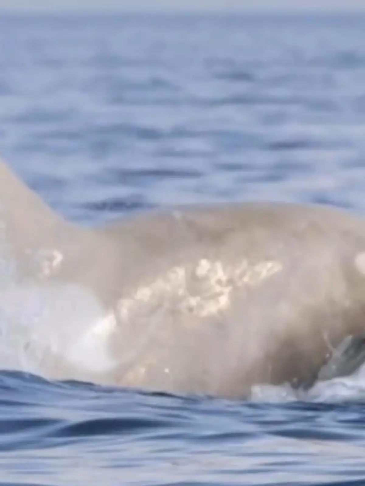 Nur wenige Artgenossen! Dieser Orca ist eine echte Sensation