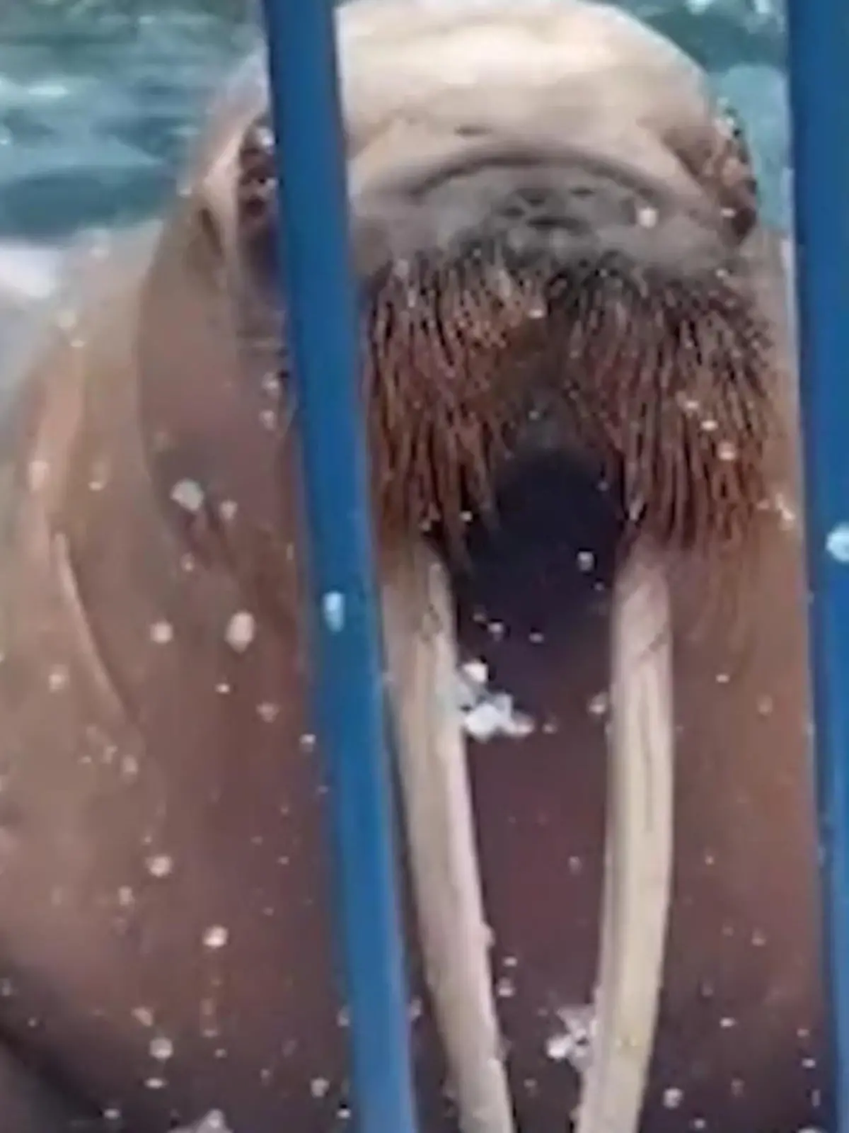 Walross dreht auf! Zoobesucher erleben blaues Wunder