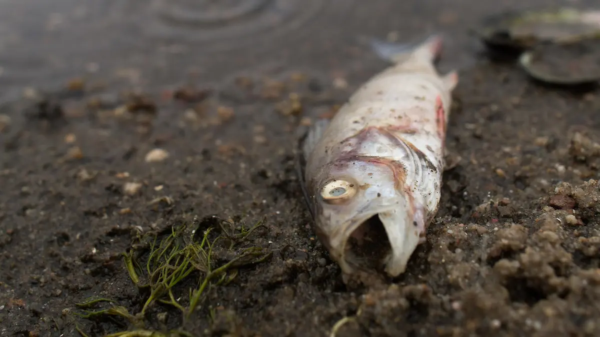ARCHIV - 13.08.2018, Sachsen-Anhalt, Magdeburg: Ein verendeter Fisch liegt an einem Strand des Salbker Sees. Die heißen Temperaturen sollen in dem See zu einem akuten Sauerstoffmangel geführt haben, weshalb die Tiere verendeten. In den vergangenen fünf Jahren hat es in Sachsen-Anhalt mehr als 70 Fälle von Fischsterben gegeben. (zu dpa: «Mehr als 70 Fälle von Fischsterben in den vergangenen Jahren») Foto: Klaus-Dietmar Gabbert/dpa-Zentralbild/dpa +++ dpa-Bildfunk +++