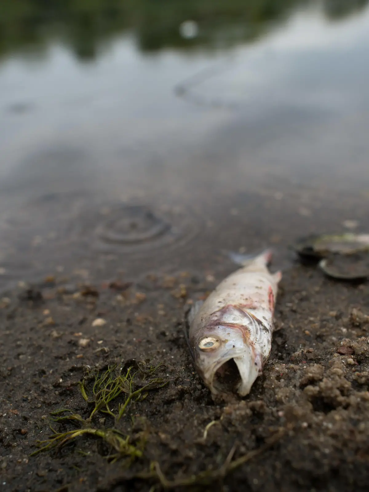 ARCHIV - 13.08.2018, Sachsen-Anhalt, Magdeburg: Ein verendeter Fisch liegt an einem Strand des Salbker Sees. Die heißen Temperaturen sollen in dem See zu einem akuten Sauerstoffmangel geführt haben, weshalb die Tiere verendeten. In den vergangenen fünf Jahren hat es in Sachsen-Anhalt mehr als 70 Fälle von Fischsterben gegeben. (zu dpa: «Mehr als 70 Fälle von Fischsterben in den vergangenen Jahren») Foto: Klaus-Dietmar Gabbert/dpa-Zentralbild/dpa +++ dpa-Bildfunk +++