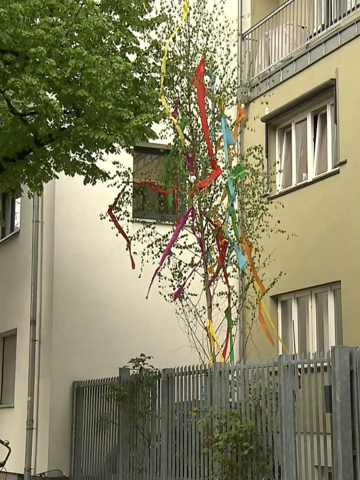 Bild zu: "So feiert das Rheinland die Maibaum-Tradition"