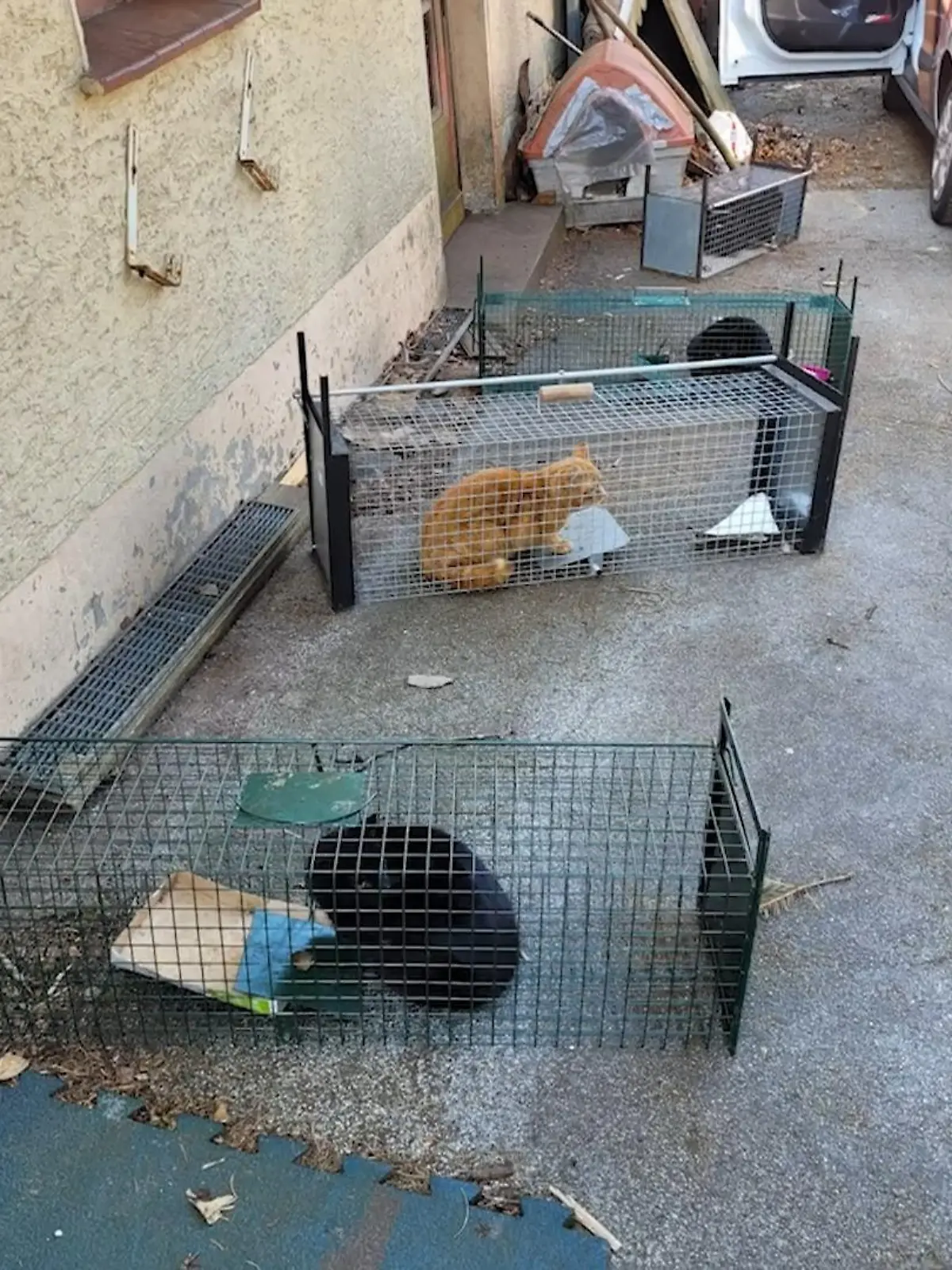 Bild zu: "18 Katzen in Hagen gerettet"