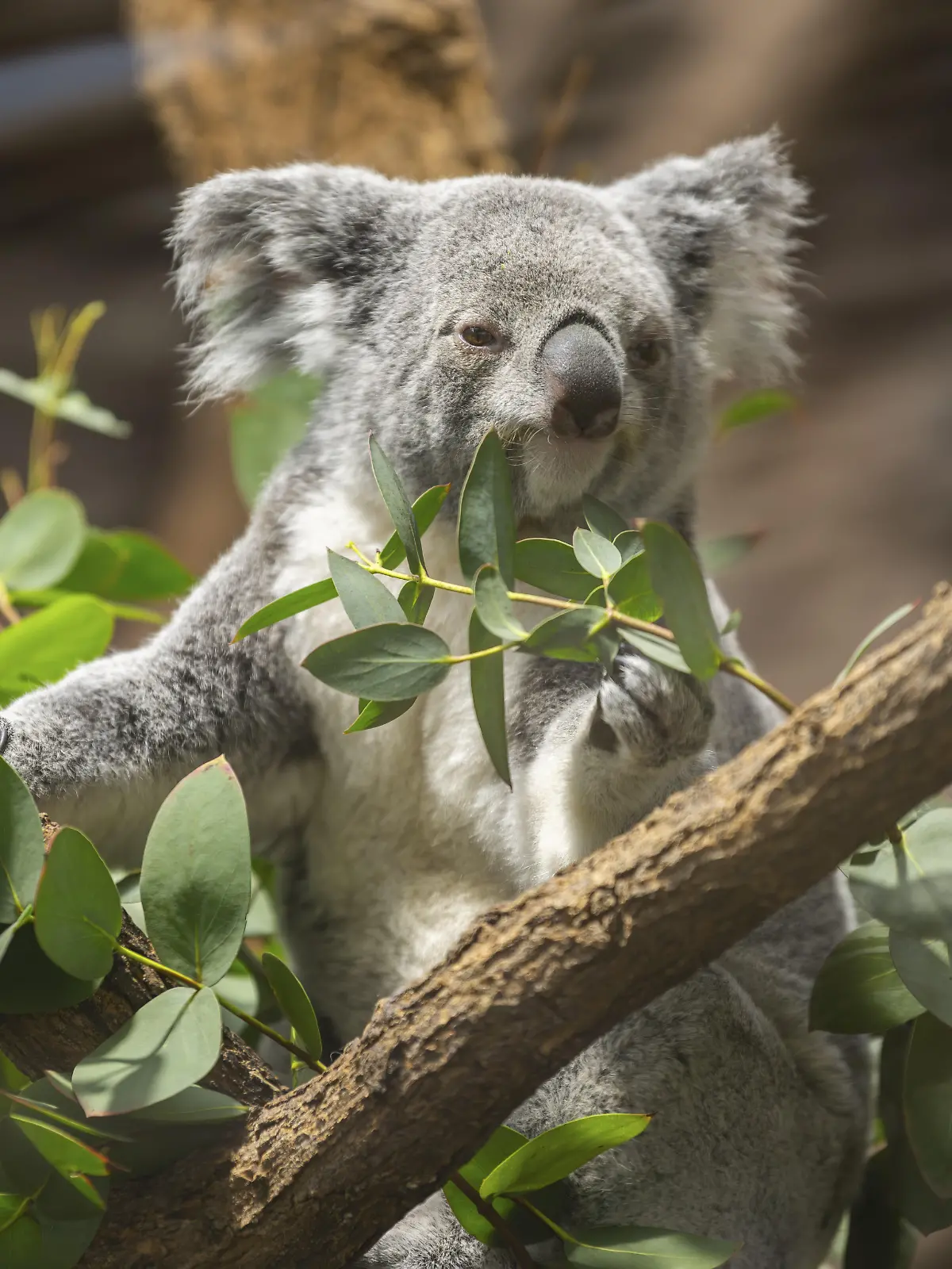 Bild zu: "Australien schießt hunderte bedrohte Koalas aus der Luft ab"