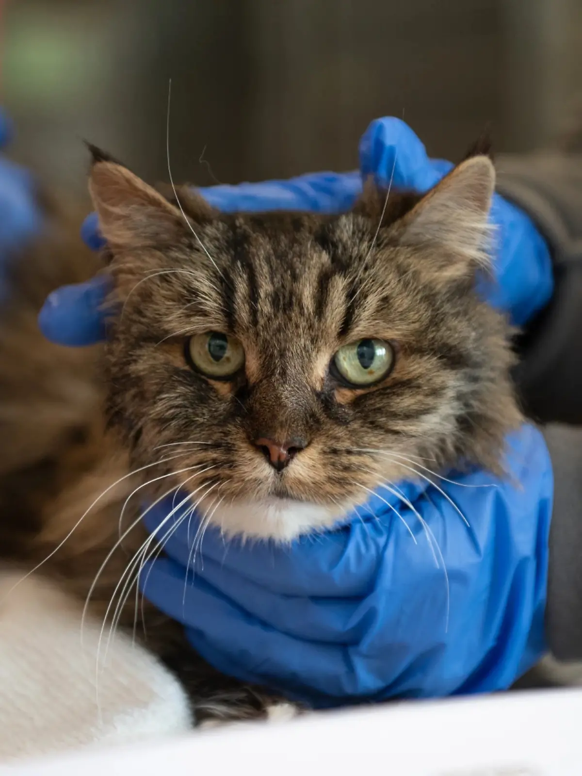 Bild zu: "Wanderer stürzen rund 120 Meter in die Tiefe – ihre Katze überlebt"