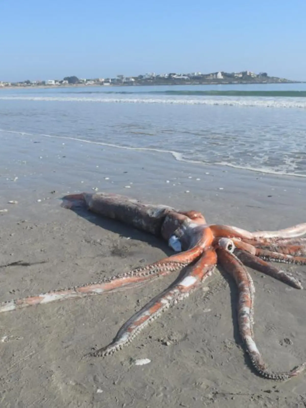 Riesenkalmar in Südafrika (Brittania Bay)
