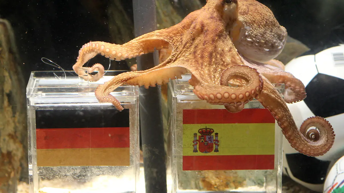 Tintenfisch Paul, Fußball-Orakel des Sea Life in Oberhausen, schwimmt am Dienstag (06.07.2010) in seinem Aquarium umher. Bei der Fütterung, bei der je eine Muschel in zwei Plexiglasboxen gegeben werden, die mit einer Deutschlandfahne bzw. mit einer spanischen Fahne dekoriert sind, hat sich Paul für die spanische Muschel entschieden. Damit "sagt" er eine Niederlage der deutschen Mannschaft im Halbfinale gegen Spanien voraus. Foto: Roland Weihrauch dpa/lnw  +++(c) dpa - Bildfunk+++