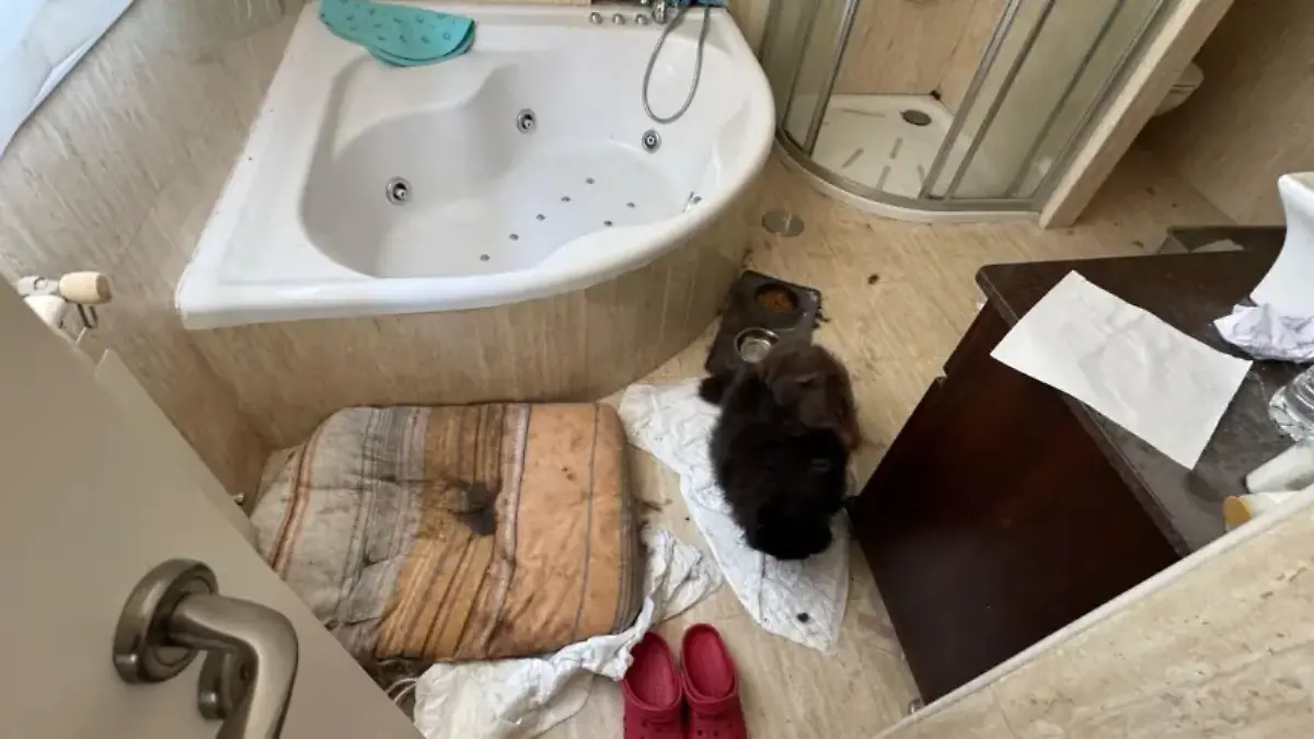 In dem zugemüllten Haus lebte auch eine schwer kranke Katze.