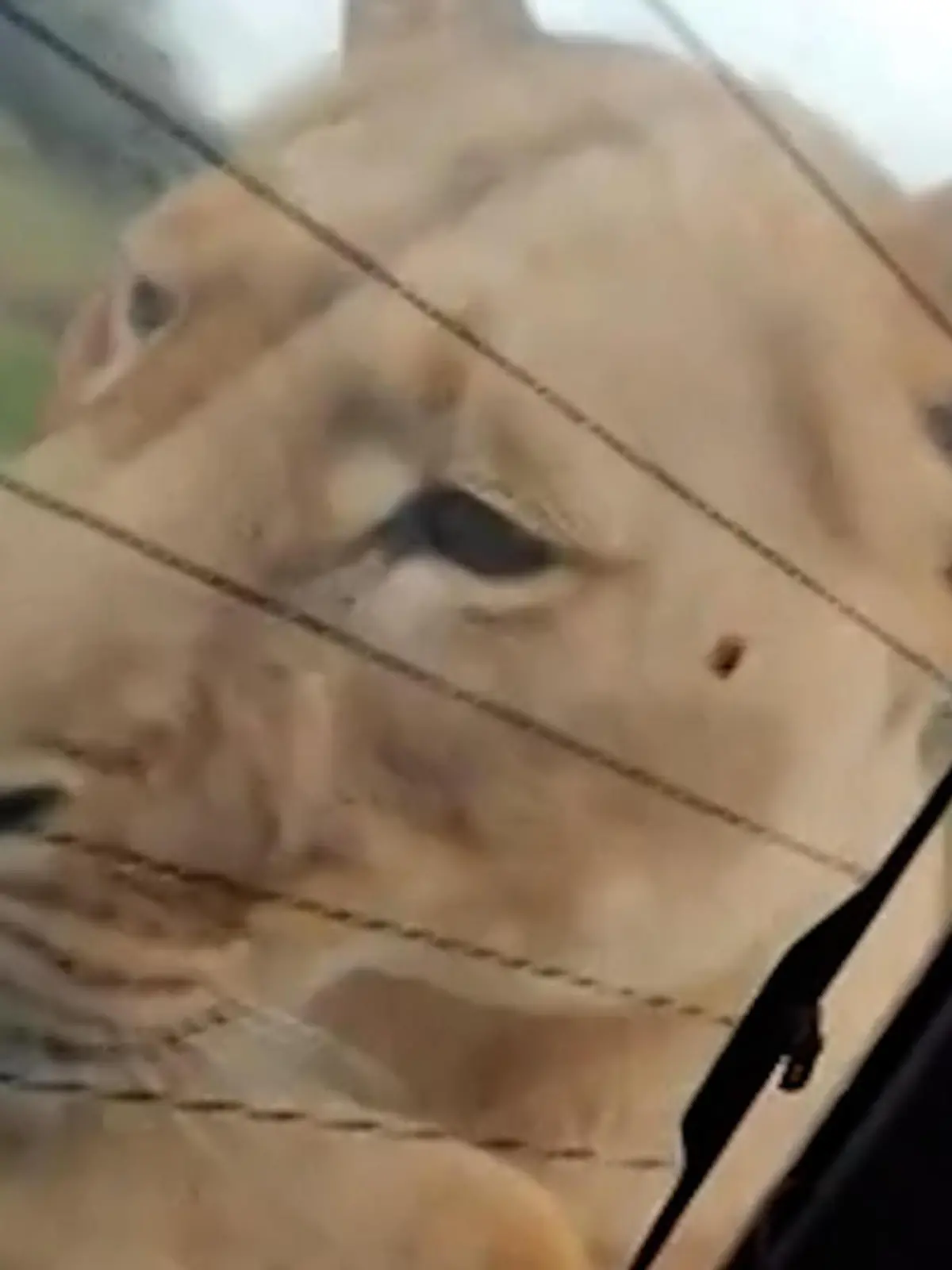 Auge in Auge! Löwin kommt Touris auf Safari ganz nah