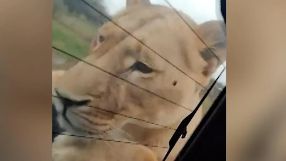 Auge in Auge! Löwin kommt Touris auf Safari ganz nah Sucht sie eine Mitfahrgelegenheit?