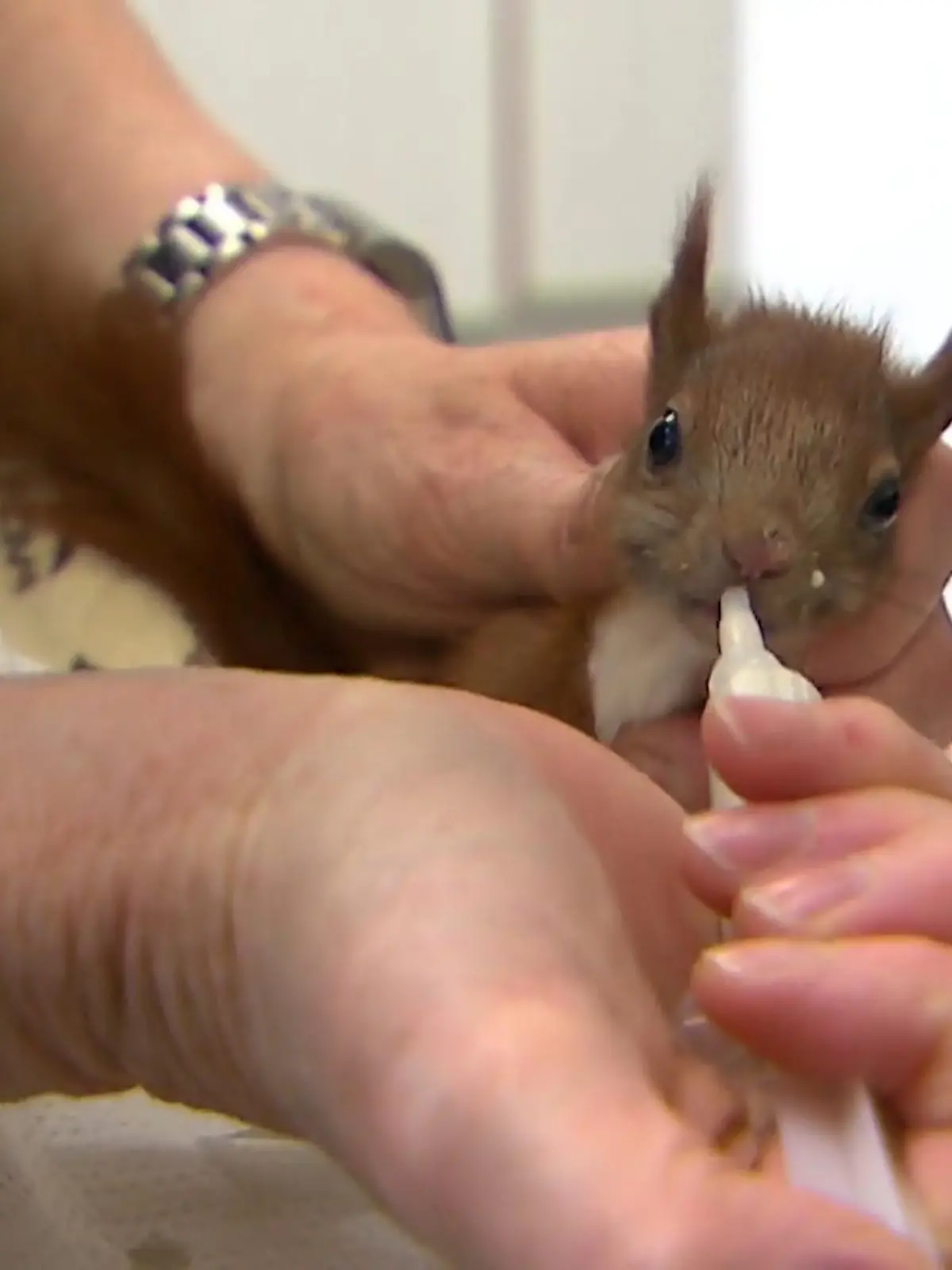 Ob Kaninchen, Eichhörnchen oder Vögel: Gerade werden besonders viele Wildtiere besorgt abgegeben. Den häufigsten Fehler, den Leute bei der Tierrettung machen, zeigen wir im Video.