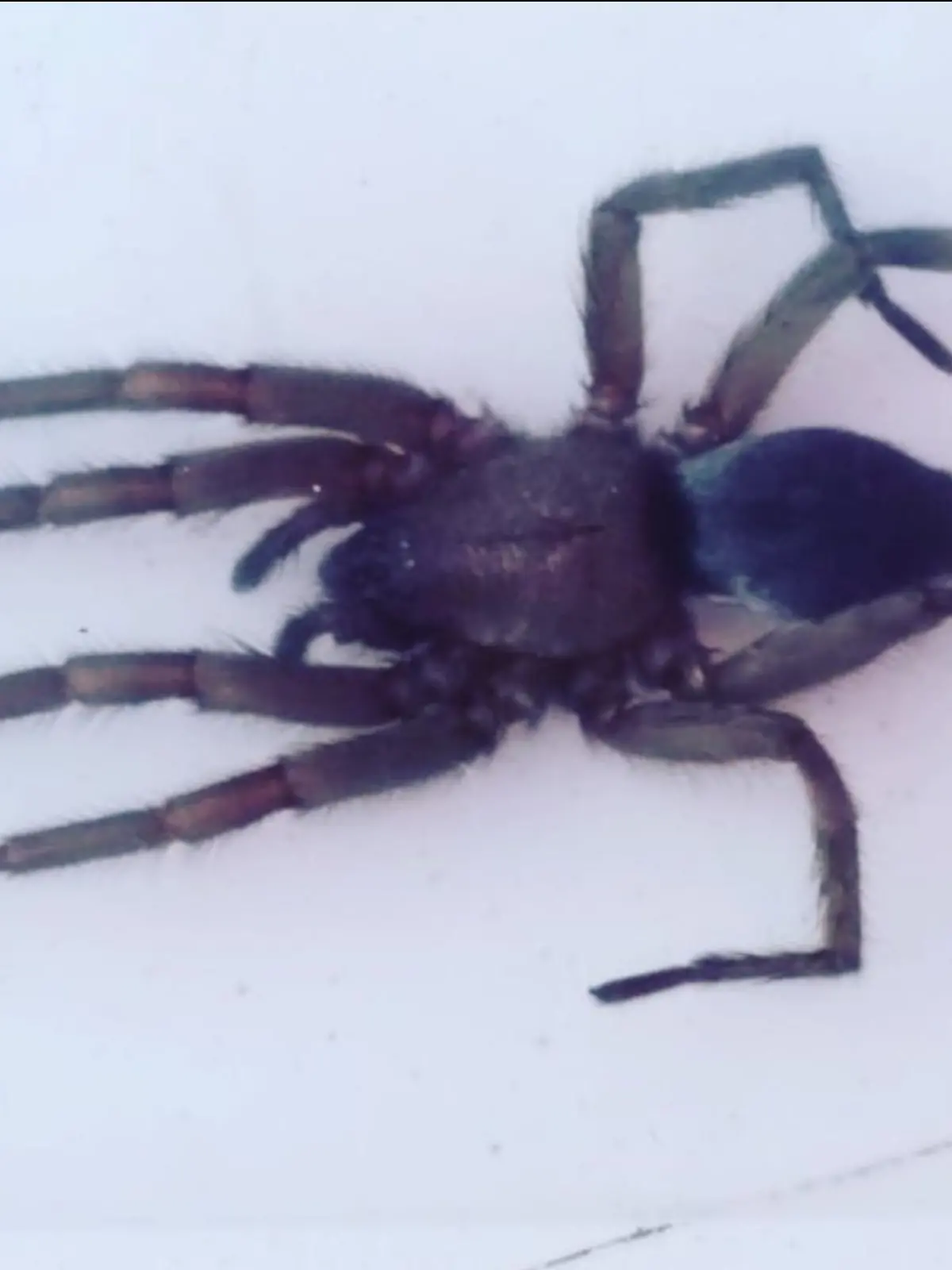 Mausspinne