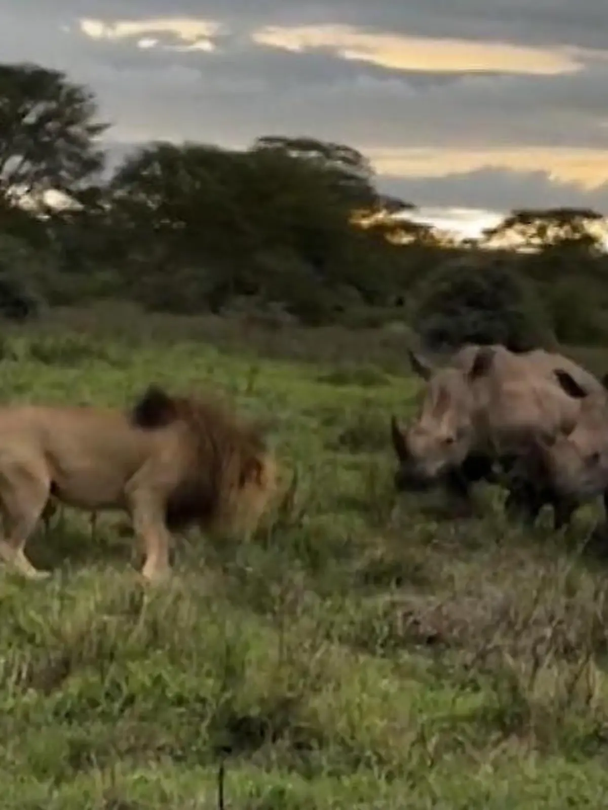 Bild zu: "Rollen vertauscht! Plötzlich greifen Nashörner Löwen an"