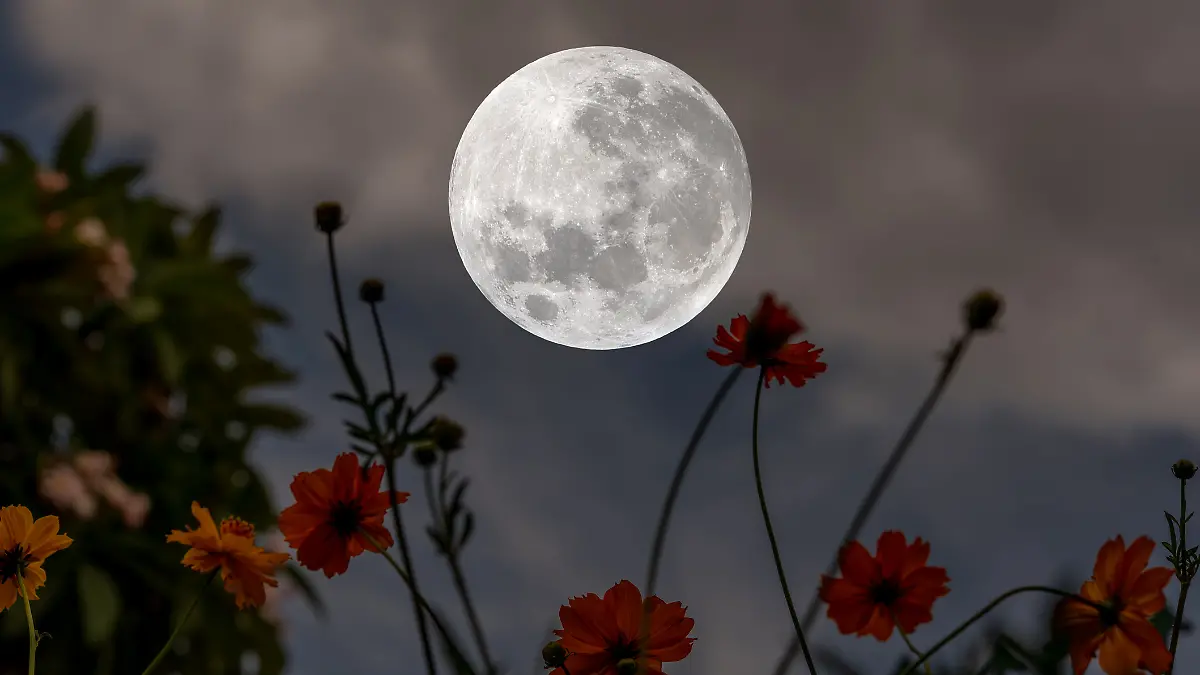 Ein schöner Vollmond vor einer Blumenwiese.