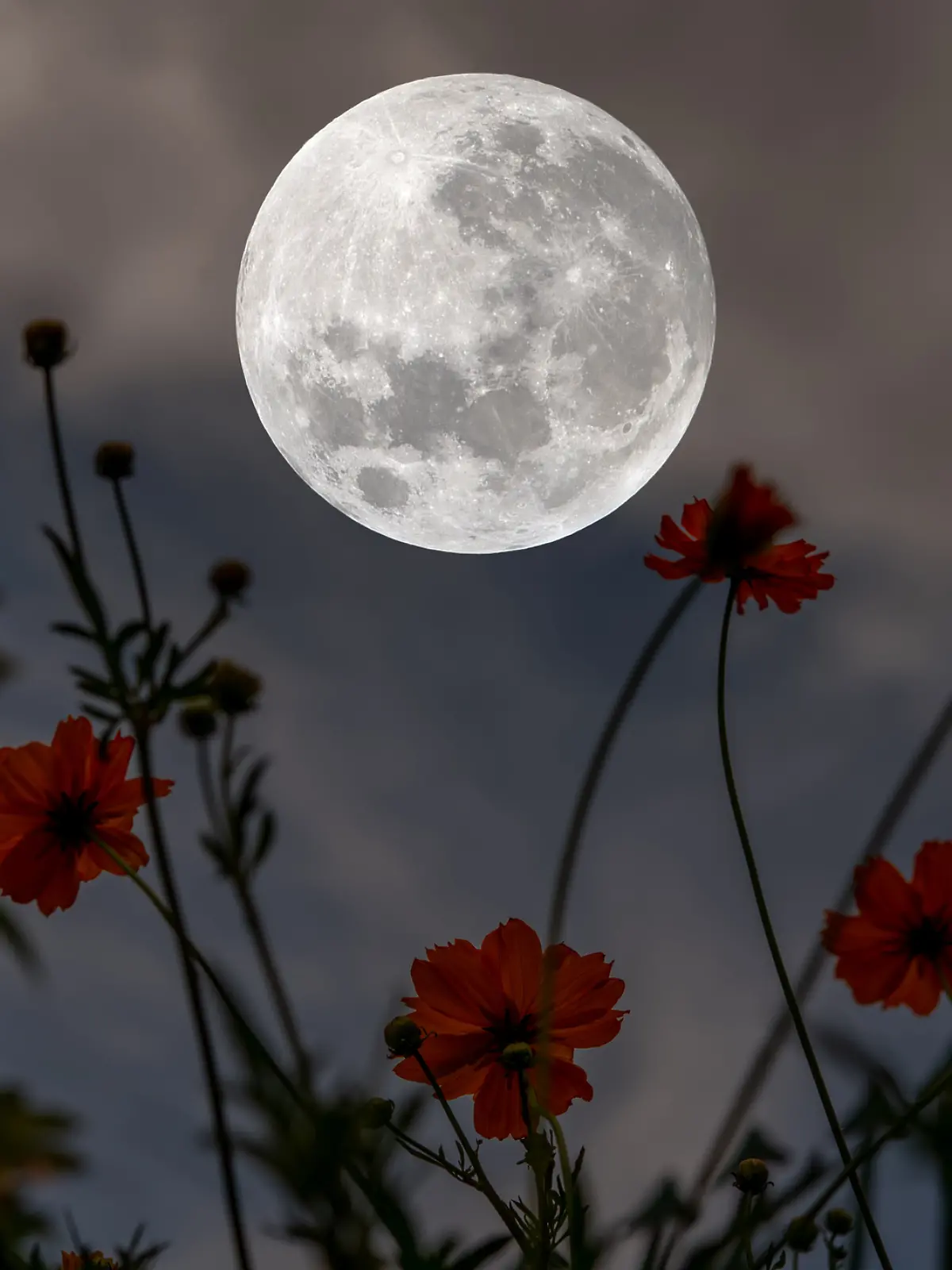 Ein schöner Vollmond vor einer Blumenwiese.