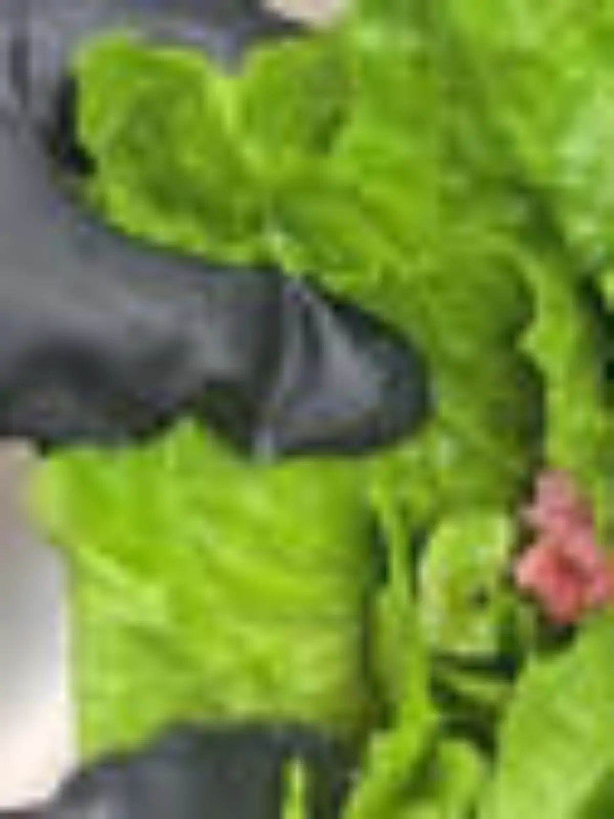 Bild zu: "Würg-Alarm! Frau entdeckt Kadaver im Salat"