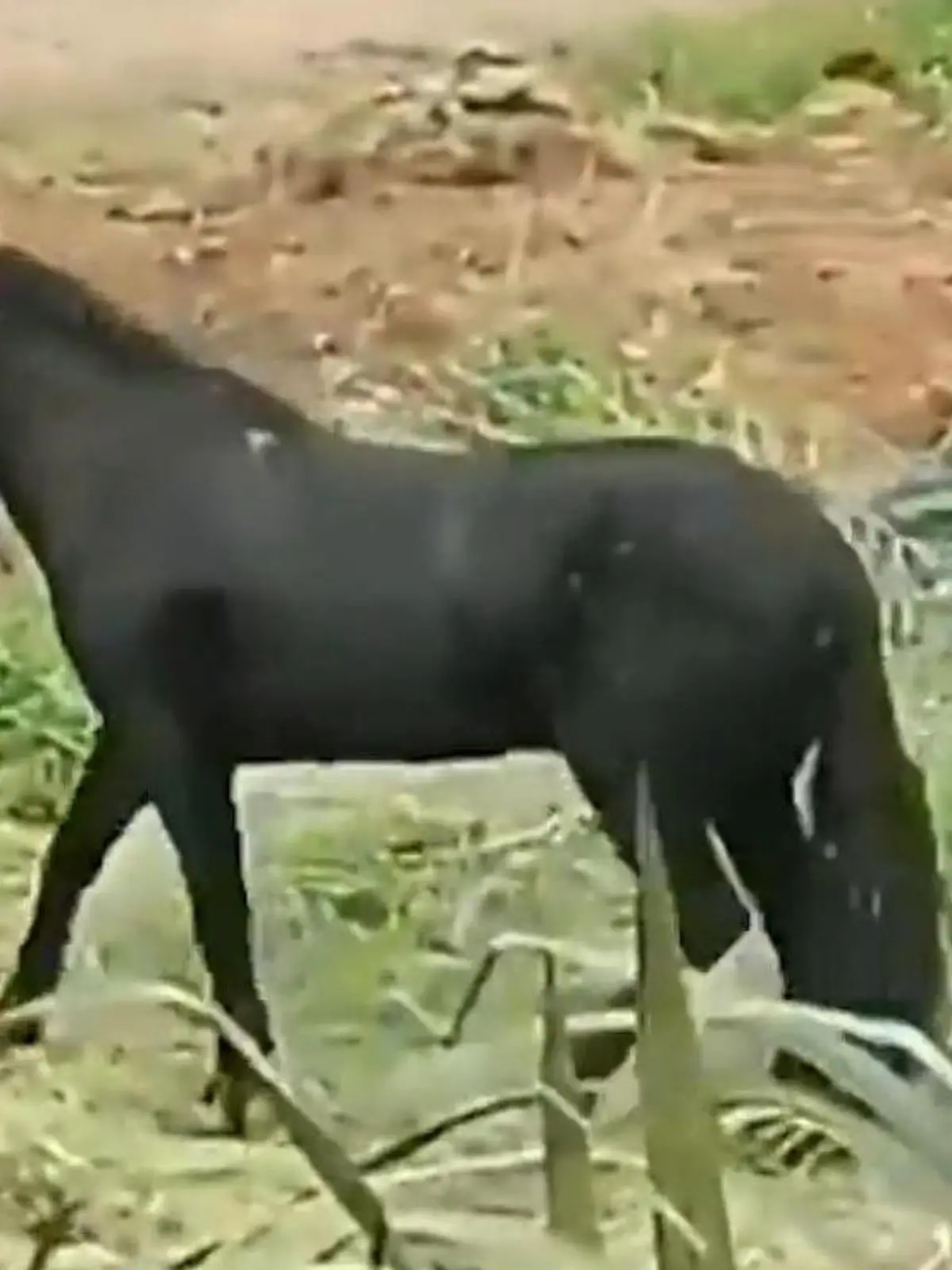 Bild zu: "Killer-Bienen töten Pferd! 30 Menschen verletzt"