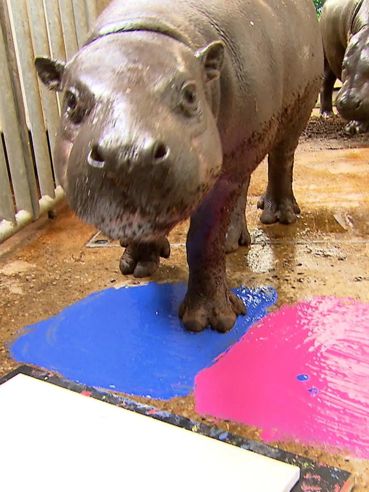 Bild zu: "Hippo-Kunst aus Duisburger Zoo"