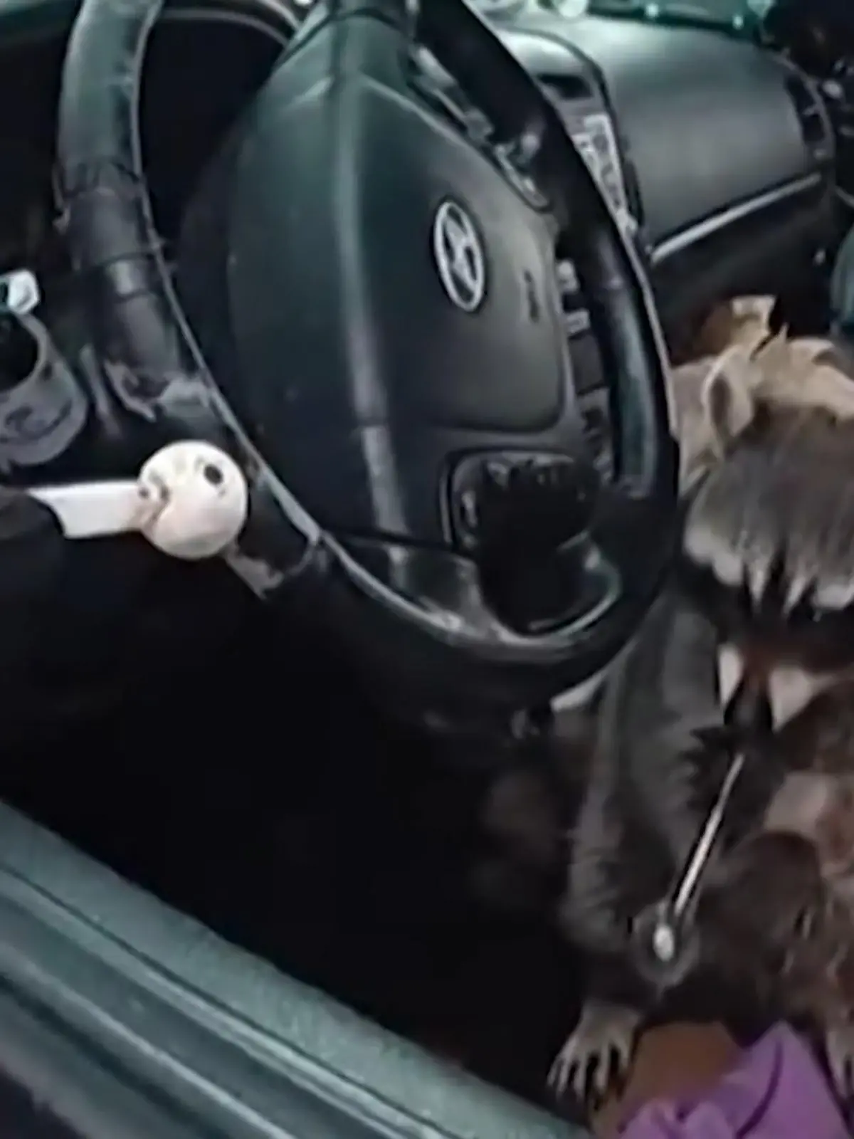 Keine saubere Sache! Polizei entdeckt Waschbär mit Meth-Pfeife in Drogenauto