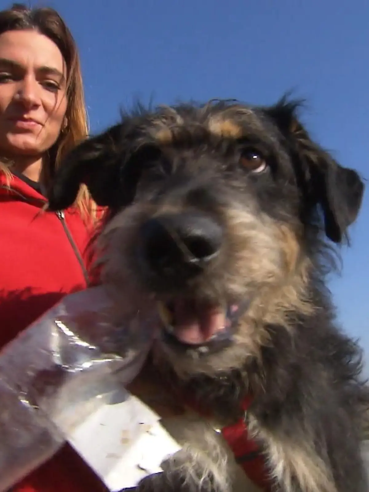 In unserer RTL-Rubrik „Tierisches Glück gesucht" suchen wir neue Besitzer für herrenlose Zwei- und Vierbeiner, die ganz viel Liebe brauchen. Heute auf der Adoptionsliste: Mischling-Rüde Horsti. Aktuell lebt der aufgeweckte Vierbeiner im Tierquartier Wien. Doch er wünscht sich nichts sehnlicher, als endlich anzukommen – bei einer liebevollen Familie.