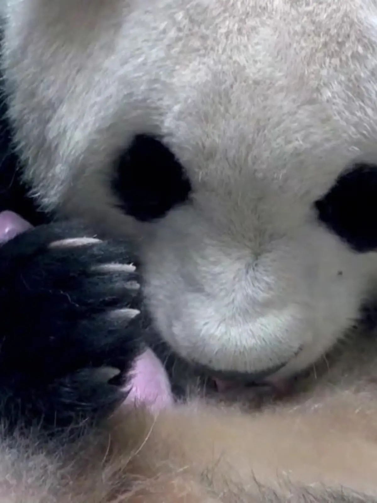 Bild zu: "Winziges Pandababy mit Riiiesendurst geboren"