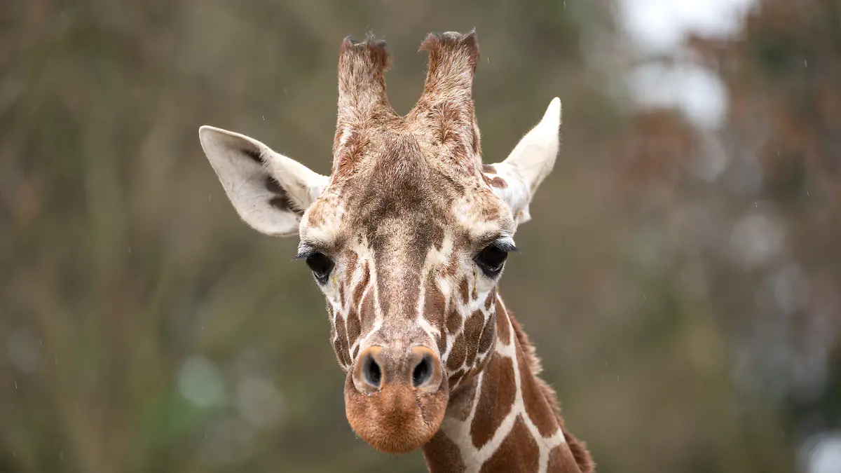 Der Giraffenbulle Tilodi ist tot.