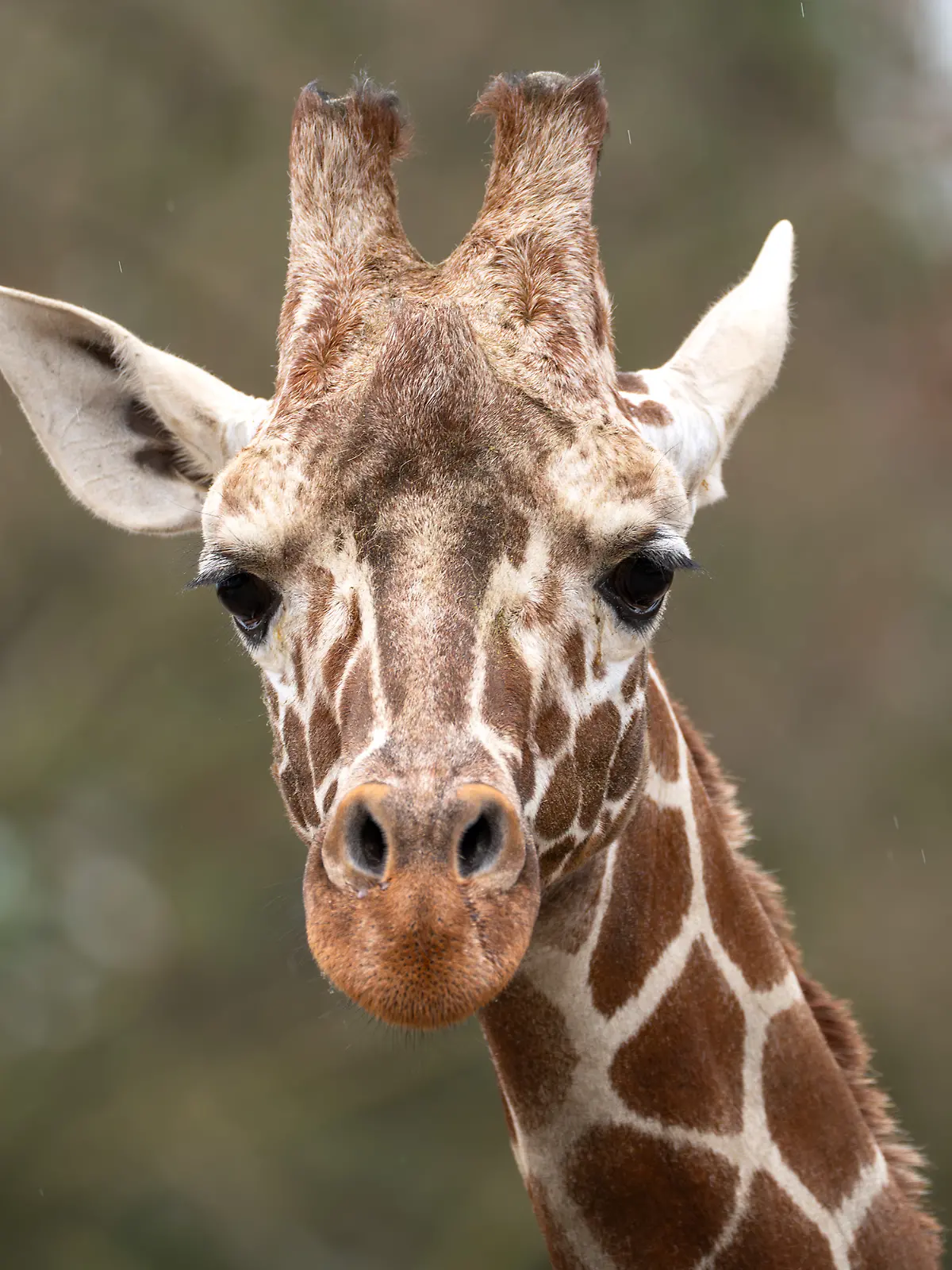 Der Giraffenbulle Tilodi ist tot.
