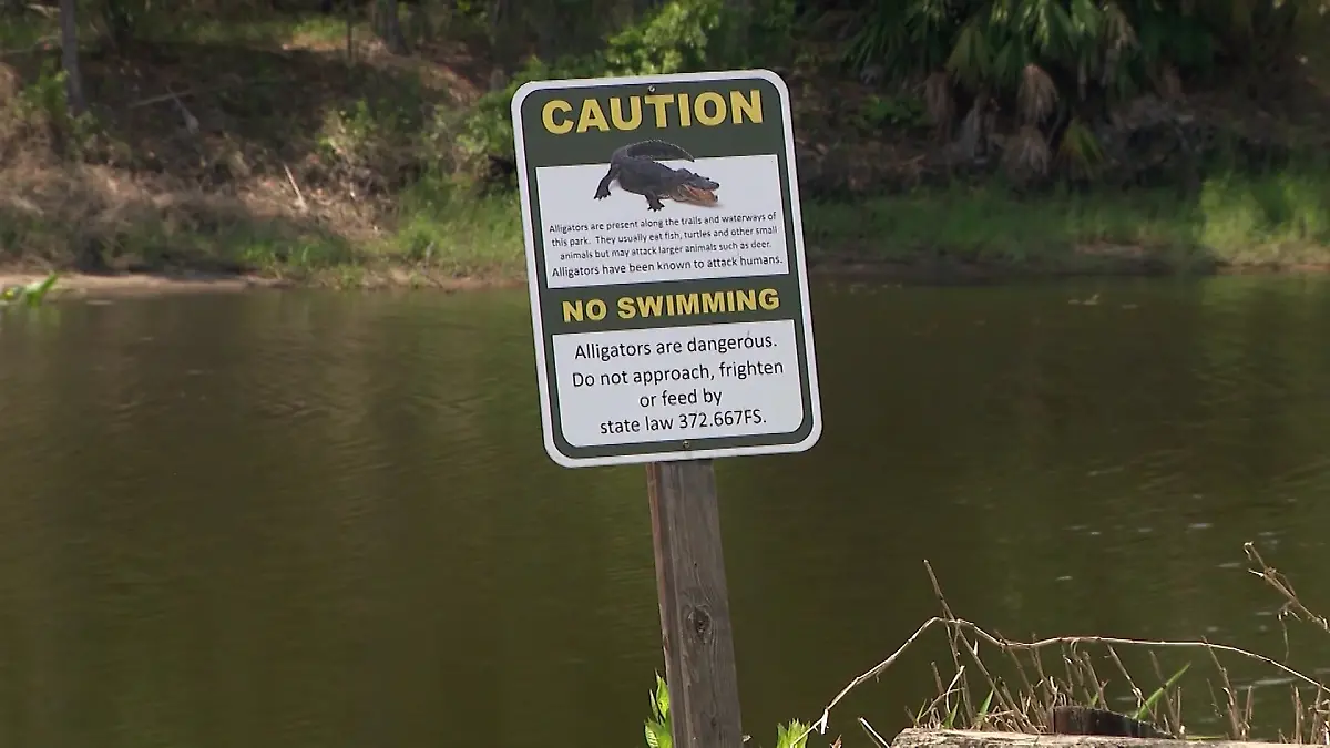 Die Frau fuhr mit ihrem Kanu über den Alligator.